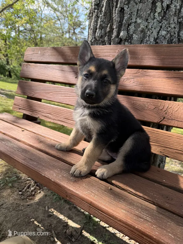 Orange Girl – German Shepherd Dog puppy for sale in Fort Ashby, WV