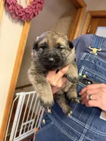 Purple Girl, a female German Shepherd Dog for sale in Fort Ashby, WV – Photo 1 of 3