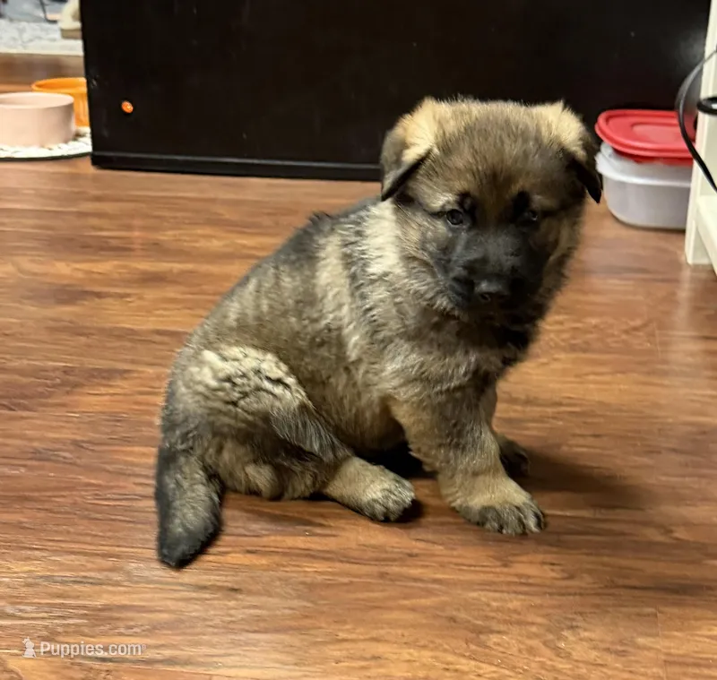 Purple Girl – German Shepherd Dog puppy for sale in Fort Ashby, WV