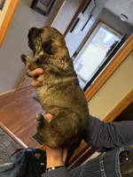 Purple Girl, a female German Shepherd Dog for sale in Fort Ashby, WV – Photo 2 of 3