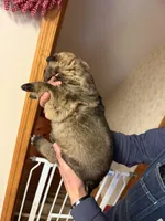 Purple Girl, a female German Shepherd Dog for sale in Fort Ashby, WV – Photo 3 of 3