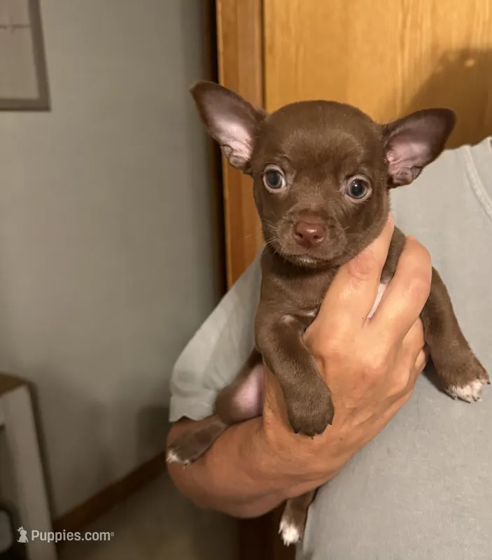 Brown Boy – Chihuahua puppy for sale in Fort Ashby, WV