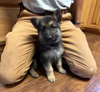 Purple Girl, a female German Shepherd Dog for sale in Fort Ashby, WV – 5 of 10