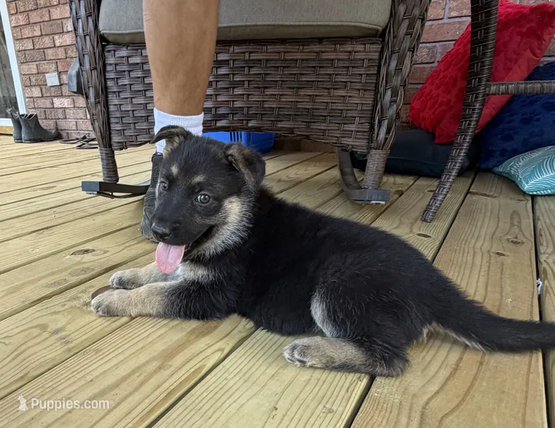 Pink Girl – German Shepherd Dog puppy for sale in Fort Ashby, WV