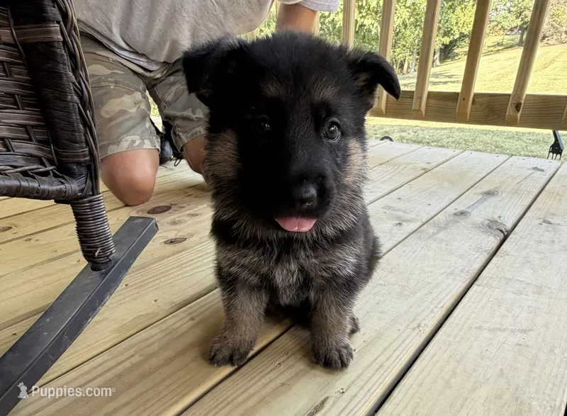 Teal Girl – German Shepherd Dog puppy for sale in Fort Ashby, WV