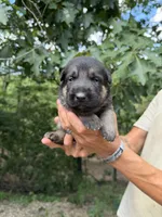 Yellow Boy, a male German Shepherd Dog for sale in Fort Ashby, WV – 2 of 2