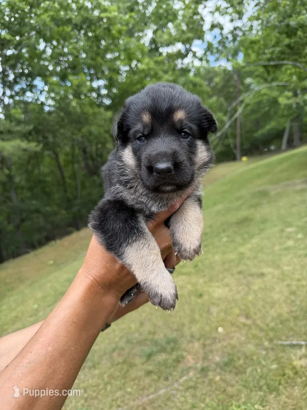 Pink Girl – German Shepherd Dog puppy for sale in Fort Ashby, WV