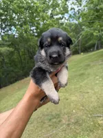 Pink Girl, a female German Shepherd Dog for sale in Fort Ashby, WV – 1 of 3