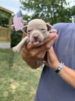 Blue Boy, a male Chihuahua for sale in Fort Ashby, WV – 2 of 3