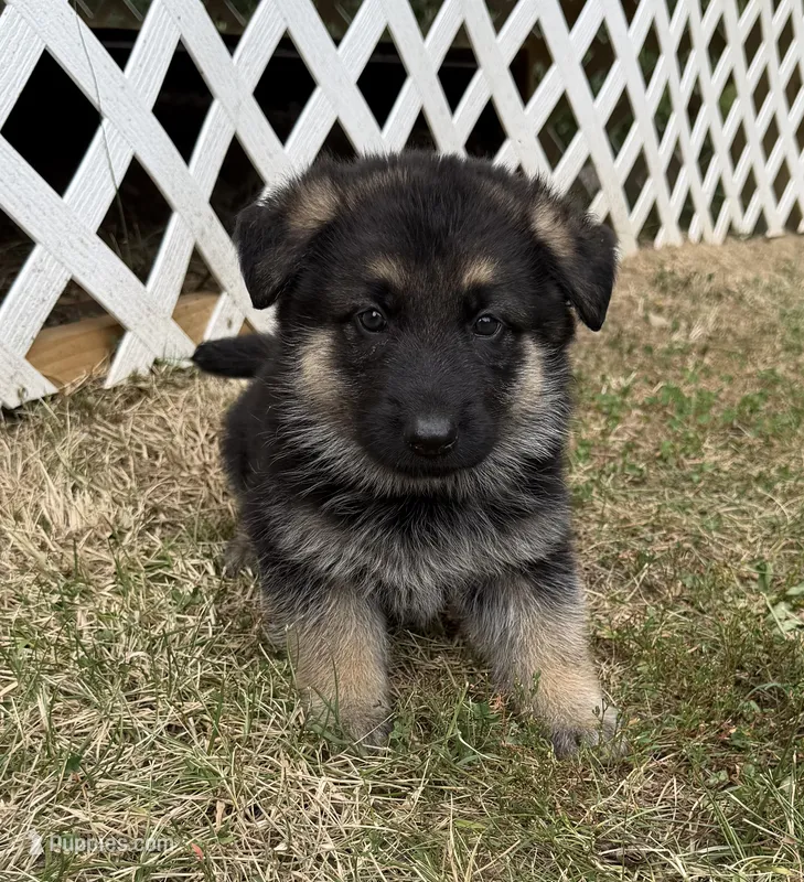 Coral Girl – German Shepherd Dog puppy for sale in Fort Ashby, WV