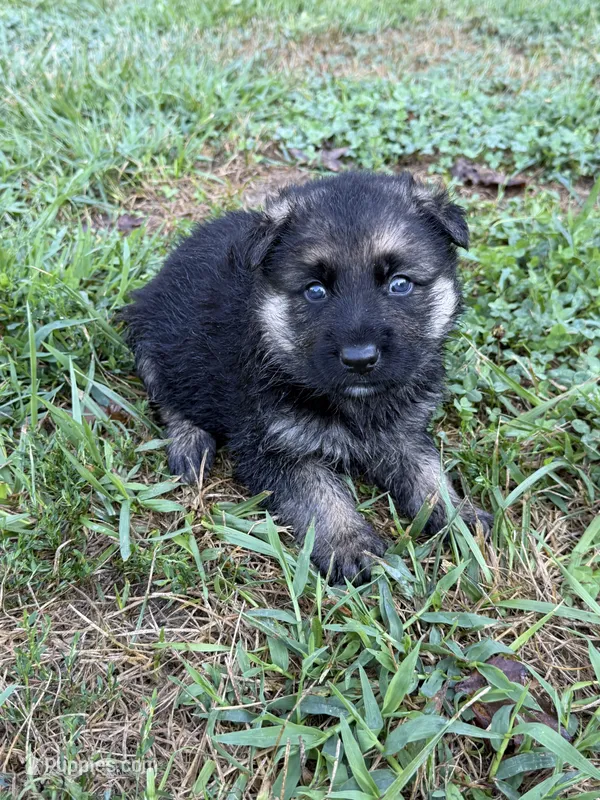 Blue Boy – German Shepherd Dog puppy for sale in Fort Ashby, WV