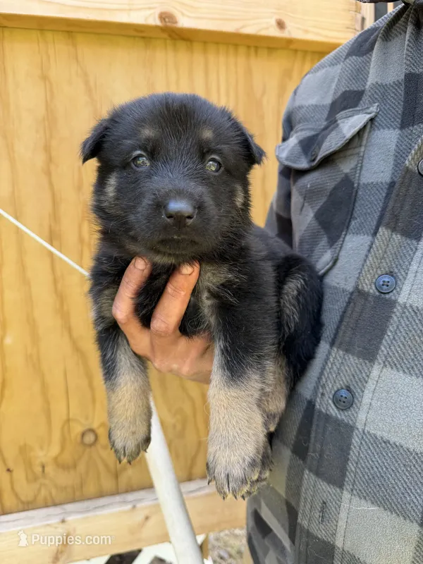 Coral Girl – German Shepherd Dog puppy for sale in Fort Ashby, WV