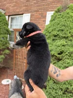 Coral Girl, a female German Shepherd Dog for sale in Fort Ashby, WV – Photo 2 of 2