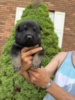 Coral Girl, a female German Shepherd Dog for sale in Fort Ashby, WV – Photo 1 of 2