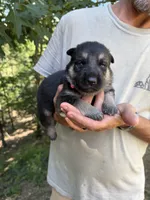 Pink Girl, a female German Shepherd Dog for sale in Fort Ashby, WV – 3 of 3