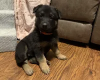 Coral Girl, a female German Shepherd Dog for sale in Fort Ashby, WV – 5 of 8