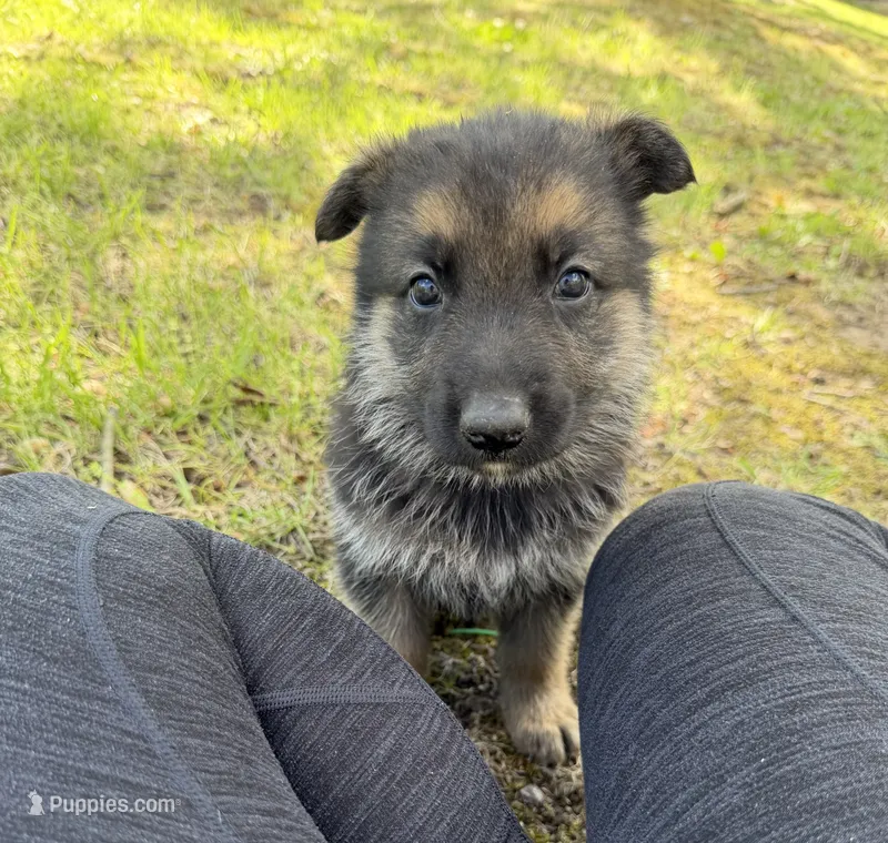 Purple Girl – German Shepherd Dog puppy for sale in Fort Ashby, WV