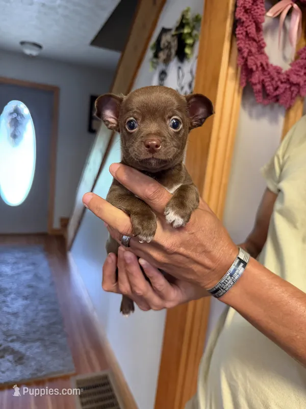 Brown Boy – Chihuahua puppy for sale in Fort Ashby, WV