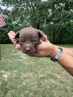 Tan Boy, a male Chihuahua for sale in Fort Ashby, WV – 2 of 3