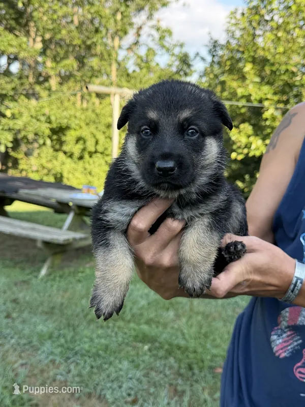 Pink Girl – German Shepherd Dog puppy for sale in Fort Ashby, WV