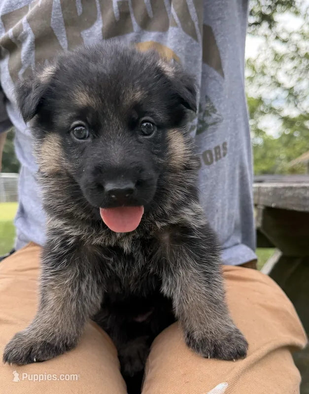 Teal Girl – German Shepherd Dog puppy for sale in Fort Ashby, WV