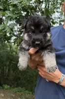 Orange Boy, a male German Shepherd Dog for sale in Fort Ashby, WV – 1 of 3