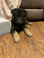 Coral Girl, a female German Shepherd Dog for sale in Fort Ashby, WV – 8 of 8
