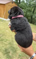 Pink Girl, a female German Shepherd Dog for sale in Fort Ashby, WV – 3 of 3