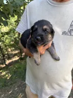 Purple Girl, a female German Shepherd Dog for sale in Fort Ashby, WV – 2 of 2