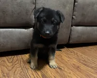 Coral Girl, a female German Shepherd Dog for sale in Fort Ashby, WV – 2 of 8