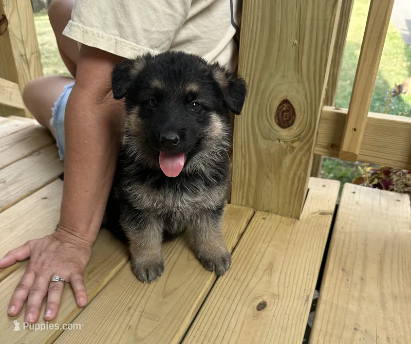 Coral Girl – German Shepherd Dog puppy for sale in Fort Ashby, WV