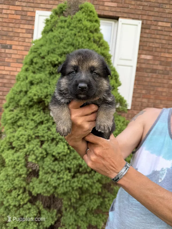 Yellow Girl – German Shepherd Dog puppy for sale in Fort Ashby, WV