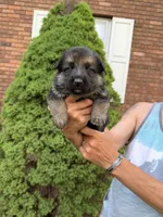 Yellow Girl, a female German Shepherd Dog for sale in Fort Ashby, WV – Photo 1 of 2