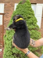 Yellow Girl, a female German Shepherd Dog for sale in Fort Ashby, WV – Photo 2 of 2