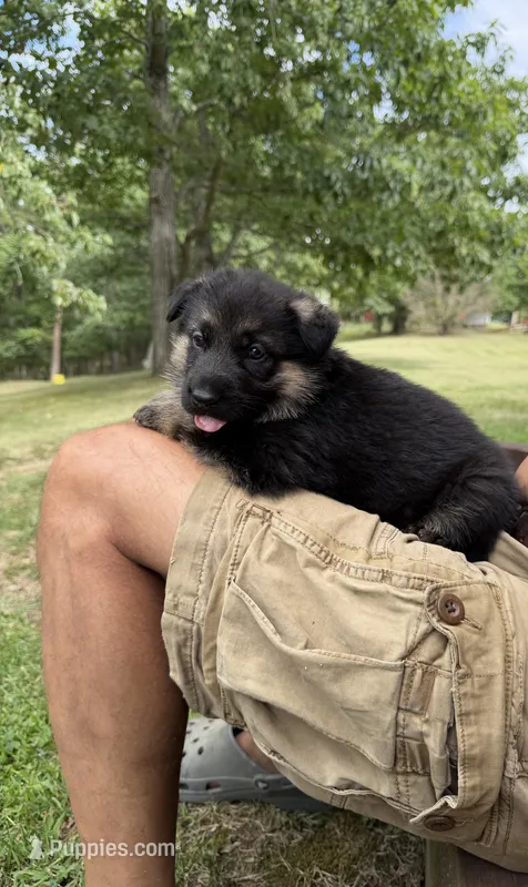 Teal Girl – German Shepherd Dog puppy for sale in Fort Ashby, WV