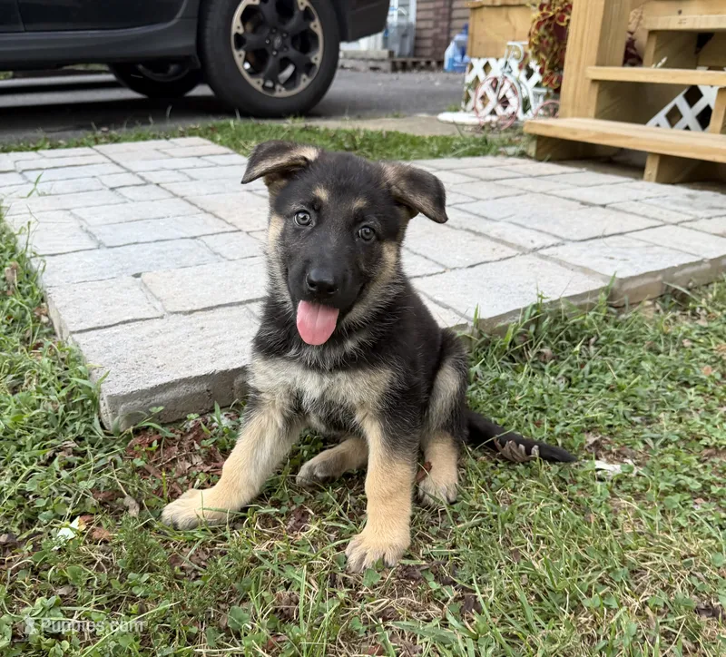 Pink Girl – German Shepherd Dog puppy for sale in Fort Ashby, WV