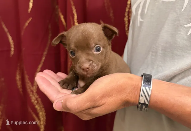 Tan Boy – Chihuahua puppy for sale in Fort Ashby, WV