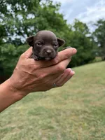 Teal Girl, a female Chihuahua for sale in Fort Ashby, WV – 1 of 2