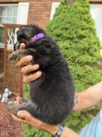 Purple Girl, a female German Shepherd Dog for sale in Fort Ashby, WV – Photo 2 of 2