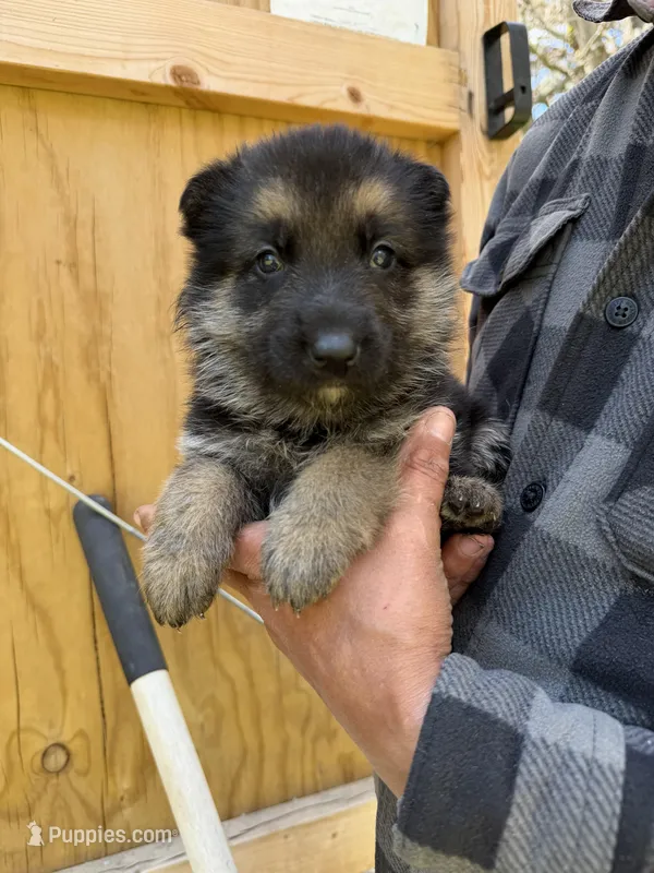 Purple Girl – German Shepherd Dog puppy for sale in Fort Ashby, WV