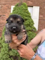 Purple Girl, a female German Shepherd Dog for sale in Fort Ashby, WV – Photo 1 of 2