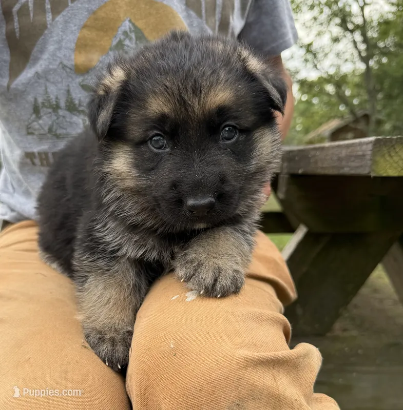 Blue Boy – German Shepherd Dog puppy for sale in Fort Ashby, WV