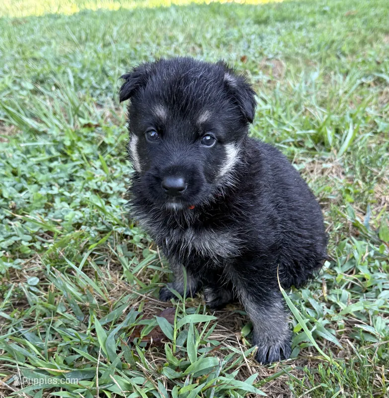 Orange Boy – German Shepherd Dog puppy for sale in Fort Ashby, WV