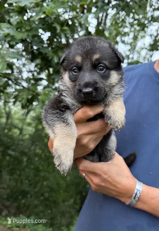 Pink Girl – German Shepherd Dog puppy for sale in Fort Ashby, WV