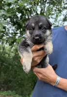 Pink Girl, a female German Shepherd Dog for sale in Fort Ashby, WV – 1 of 3