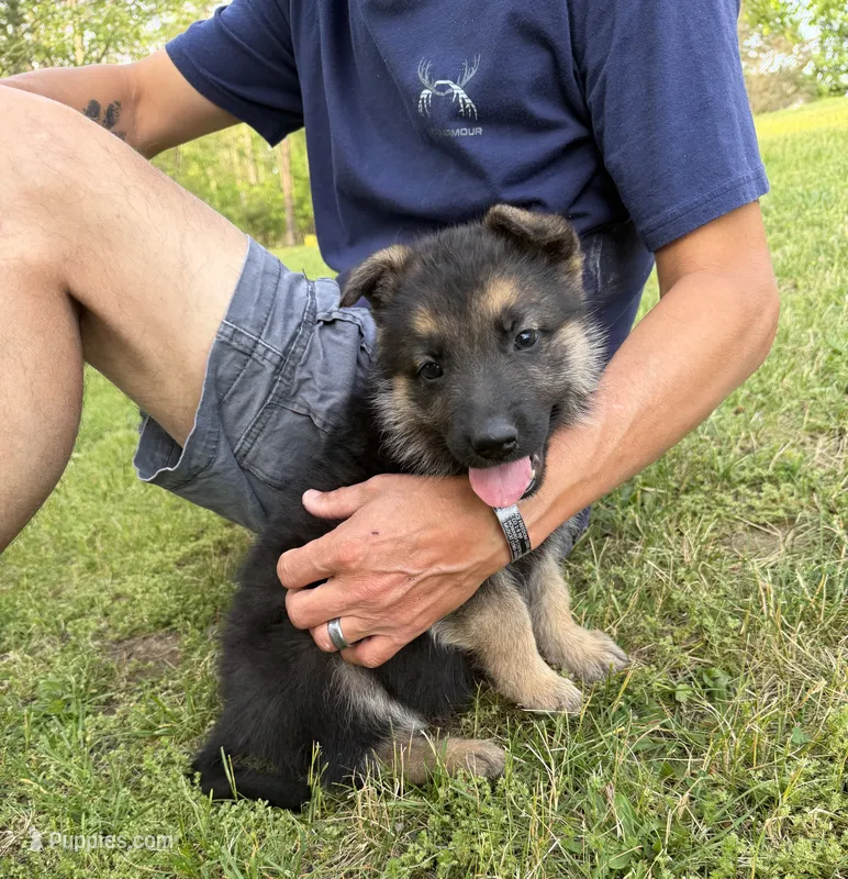 Purple Girl – German Shepherd Dog puppy for sale in Fort Ashby, WV