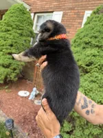 Orange Girl, a female German Shepherd Dog for sale in Fort Ashby, WV – Photo 2 of 2