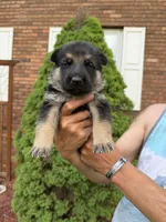 Orange Girl, a female German Shepherd Dog for sale in Fort Ashby, WV – Photo 1 of 2