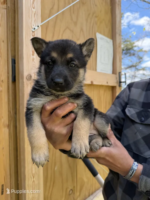 Orange Girl – German Shepherd Dog puppy for sale in Fort Ashby, WV