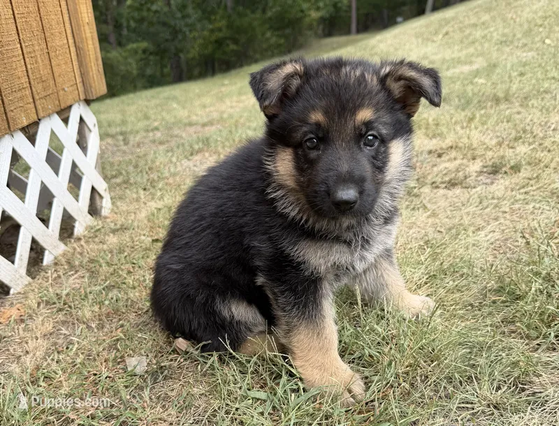 Purple Girl – German Shepherd Dog puppy for sale in Fort Ashby, WV